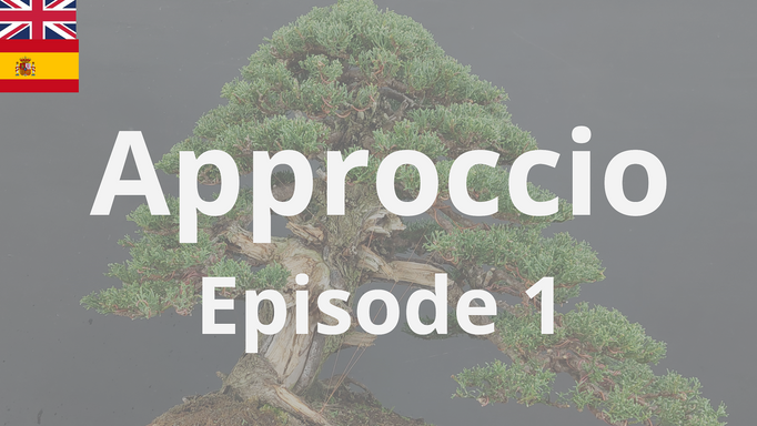Book - Bonsai - Approccio - Episode 1